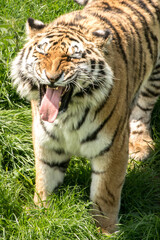 Smiling tiger