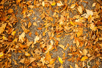 autumn leaves background