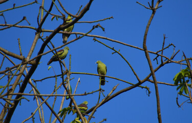 A number of green pigeons resting in a tree with cool blue background