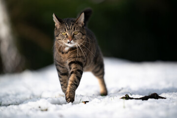 tabby cat with snaggletooth walking on snow outdoors looking at camera