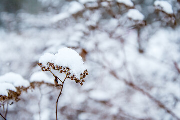 Dry branch inflorescence bush under the snow cap. Details of nature in the winter. Winter postcard, macro photography, blurred background.