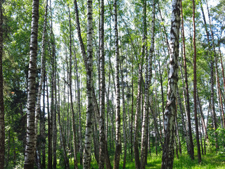 summer Russian birch grove under the sun