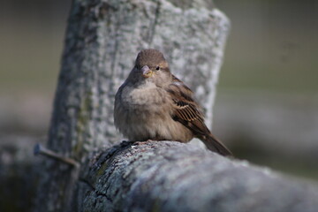 House Sparrow