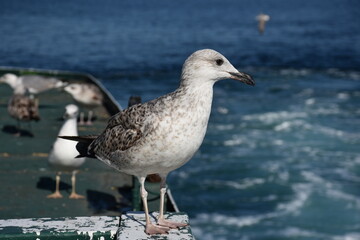 Close up of seagull stands on the edge of the ship in Istanbul 