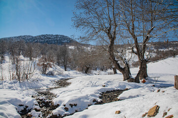 mountain stream in the winter forest