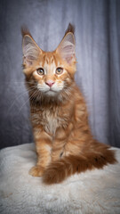 Fototapeta na wymiar cute orange tabby ginger maine coon kitten sitting on white fur looking at camera on gray concrete style background