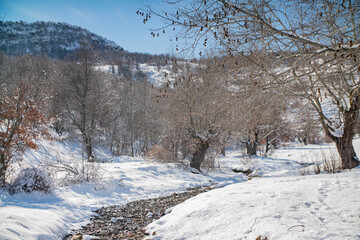 mountain stream in the winter forest