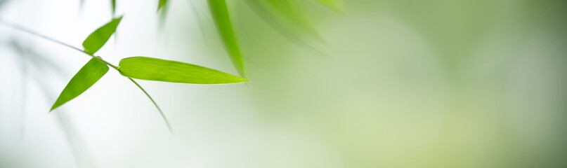 Closeup of green nature bamboo leaf on blurred greenery background in garden with bokeh and copy...