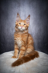 cute orange tabby ginger maine coon kitten sitting on white fur looking at camera on gray concrete style background