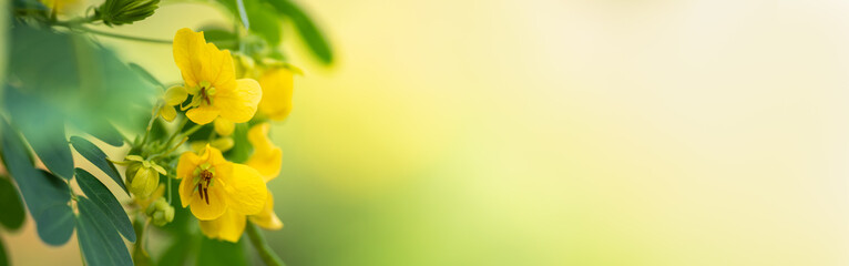 Obraz premium Closeup of yellow flower on blurred gereen background under sunlight with copy space using as background natural plants landscape, ecology cover page concept.