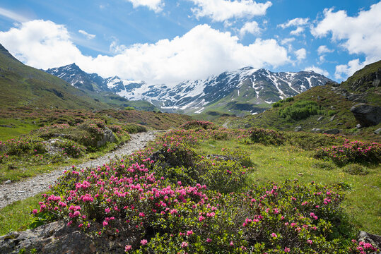 Malerische Berglandschaft am D&uuml;rrboden, Dischmatal mit bl&uuml;henden Alpenrosen, Pr&auml;ttigau Schweiz