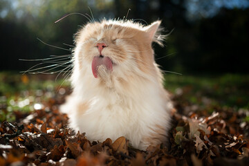 cream colored beige white maine coon cat licking grooming fur outdoors amid autumn leaves in...