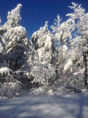 snow covered trees in mountains