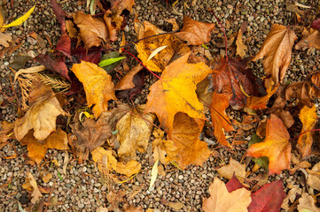 fallen autumn leaves