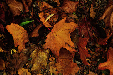 autumn leaves in the park