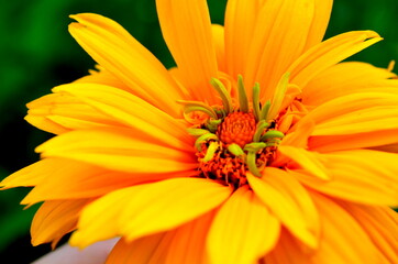 orange and flower