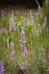 Obraz premium field of lavender