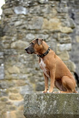 Guter Hund-b&ouml;ser Hund. Listenhunde beim Spaziergang