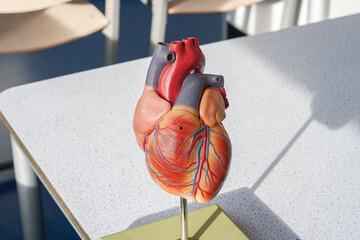 Demonstration model of a human heart, used in biology class