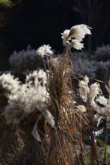 decorative grass during vegetation standstill in winter