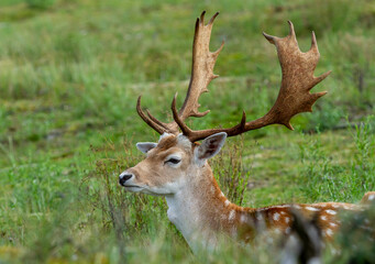 Fallow deer