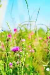 Obraz premium Beautiful wildflowers on a green meadow. Warm summer day.