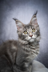 Fototapeta na wymiar cute blue tabby maine coon kitten sitting sideways on white fur looking at camera curiously on gray concrete style background with copy space