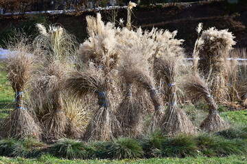 decorative grass during vegetation standstill in winter