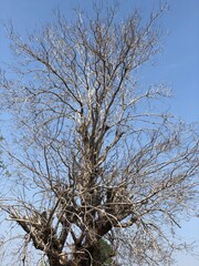 Tree in the middle of the field
