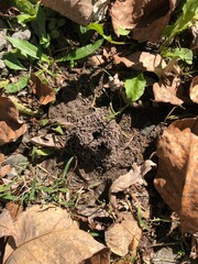 ant hill in autumn leaves