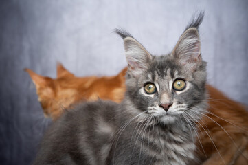 cute maine coon kitten portrait with copy space and another cat walking in the back
