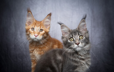 Fototapeta na wymiar two different colored maine coon kittens side by side on gray concrete background with copy space