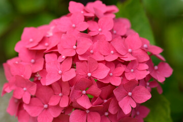 French hydrangea