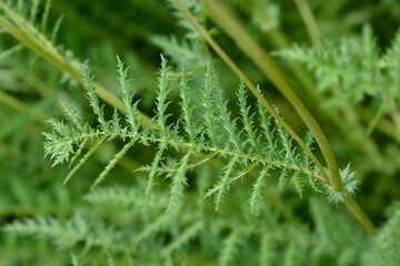 Fern-leaf dropwort