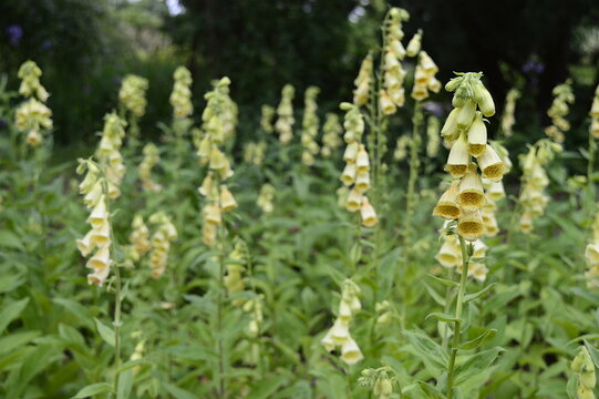 Closeup Digitalis grandiflora known as yellow foxglove with blurred background in garden