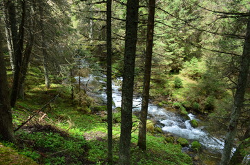 river in the spring forest