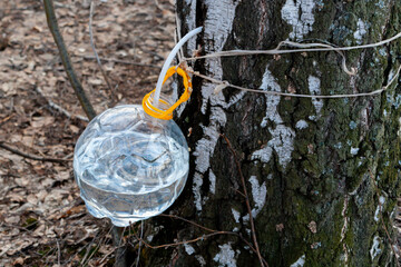  A bottle for birch sap weighs on a tree. The traditional harvest of birch sap in Russia.