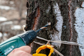 Naklejka premium Collection of birch sap.