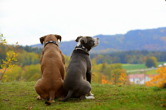Guter Hund-b&ouml;ser Hund. Listenhunde beim Spaziergang