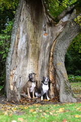 Dicke Freunde.2 schöne Hunde in einem alten Baum