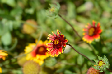 Blanket flower