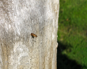 Emerging from a tree
