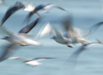 A slow shutter motion blur photograph of Black-headed gulls flying at Tubli bay, Bahrain
