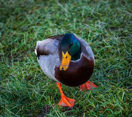 duck on the grass