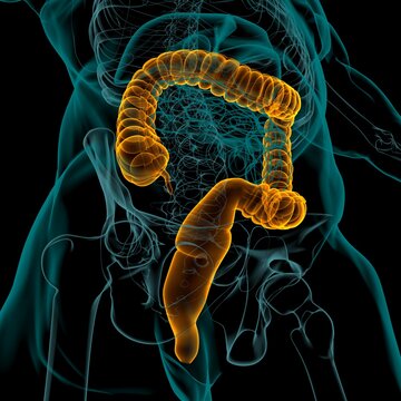 Large Intestine 3D Illustration Human Digestive System Anatomy