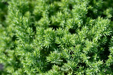 Dwarf Japanese garden juniper