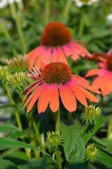 Coneflower Julia