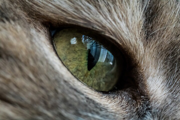 close up of a cat's eye