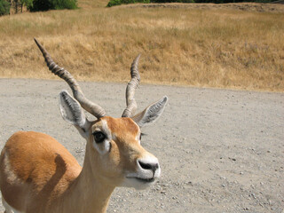 Spiral Horned Antelope