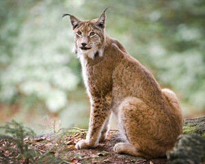 Luchs